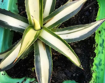 Aloe Yellow, No, Agave,echeveria,plant,kalanchoe,succulent,variegated,rare  Plant. - Etsy