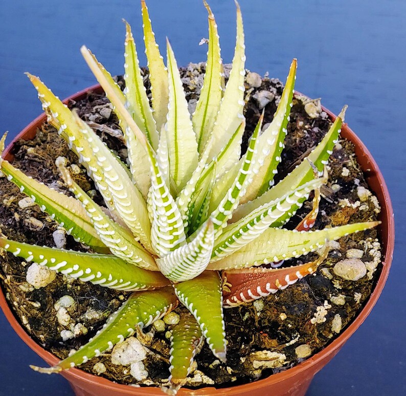 Haworthia zebra variegated aloeecheveria Etsy