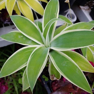 Agave attenuata variegated, no aloe echeveria succulent plants