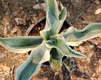 Agave gypsophila ‘Ivory Curls’ VARIEGATED EXOTIC PLANTS FOR SALE SUCCULENTS
