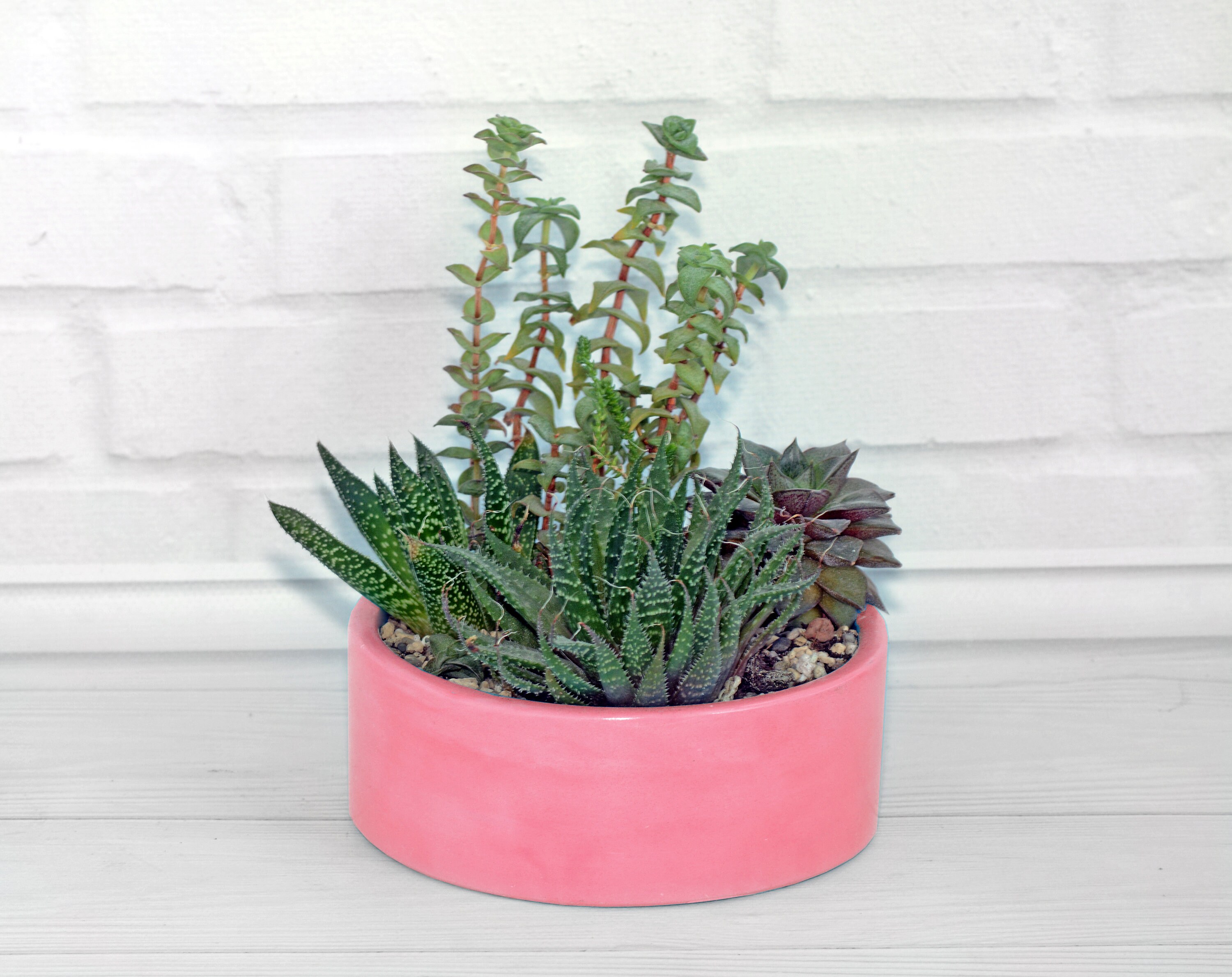 Shallow Succulent Planters for arrangements Etsy