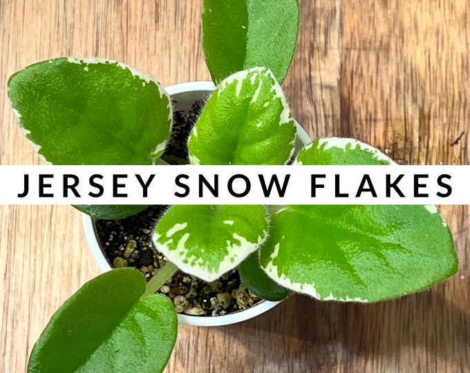 Jersey Snow Flakes African Violet Plantlet