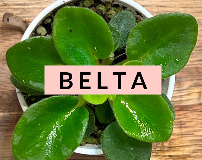 Belta African Violet Plantlet