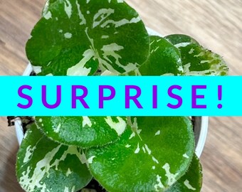 SURPRISE! African Violet Plantlet