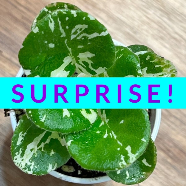 SURPRISE! African Violet Plantlet