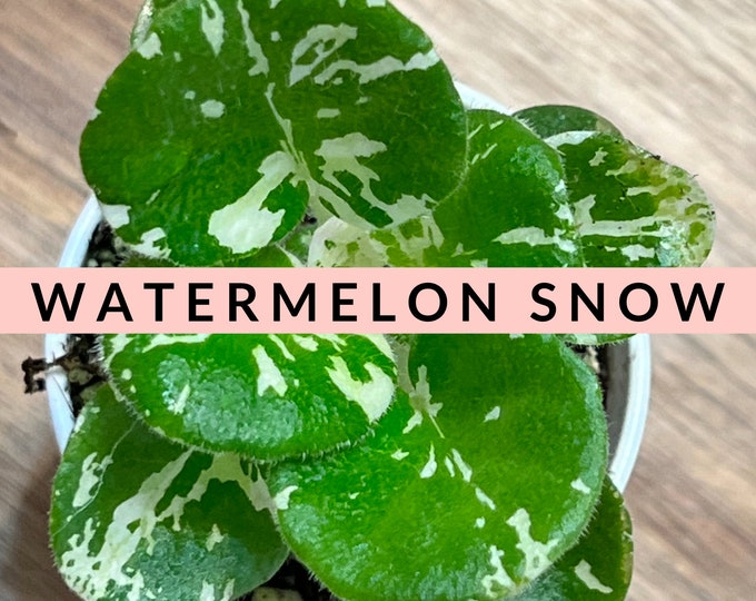 Watermelon Snow African Violet Plantlet