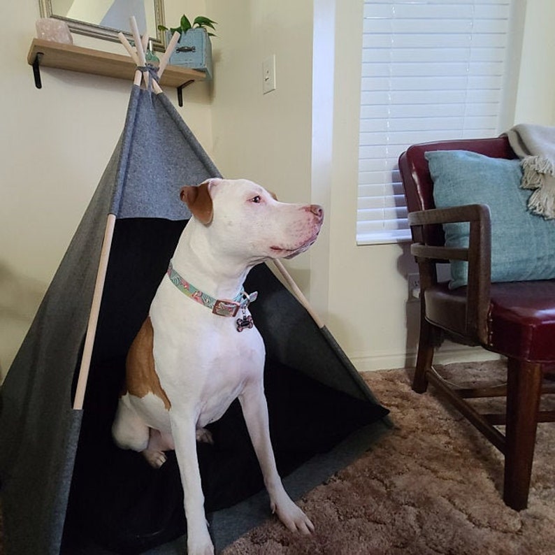 May include: A white and brown pit bull terrier dog sits inside a gray and black teepee dog bed. The dog is wearing a blue and green patterned collar.