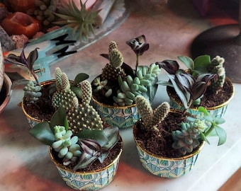 Sukkulenten Kaktus Cupcake Arrangements |  Pflanzenbecher für Zuhause oder als Geschenk