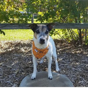 Snoopy Rakes Leaves Reversible Overthecollar Dog Bandana - Etsy