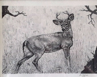 Who's There - original graphite deer nature animal art drawing outdoors