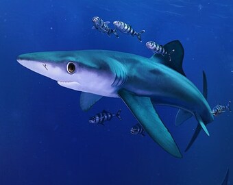 Blue Shark - Ocean Print Matte and Pearlescent Art 8.5 x 11 inch marine life fish animal art
