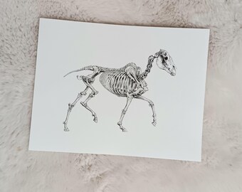 Mustang Skeleton - Discount Print - écorché art skeleton dark academia sciart vulture culture drawing
