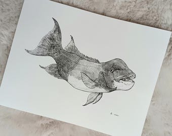 Pacific Sheephead - Discount Print - fish ocean animals fisherman