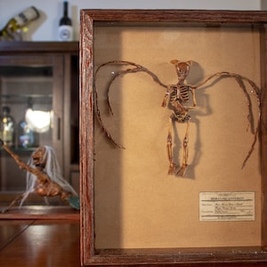 Rare Great Horned Sprite: Exquisite Skeletal Remains of a Mythical Beauty, Perfect for Collectors and Curiosity Seekers