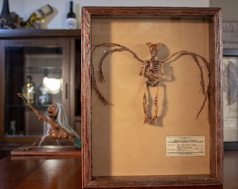 Rare Great Horned Sprite: Exquisite Skeletal Remains of a Mythical Beauty, Perfect for Collectors and Curiosity Seekers