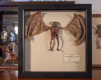 May include: A framed display of a preserved winged creature with a skeletal body. The creature has leathery wings and a halo. The frame has a label with the text "UNIVERSITY OF ABORIGINAL MYTHOLOGY".