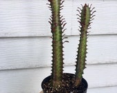 Money Cactus