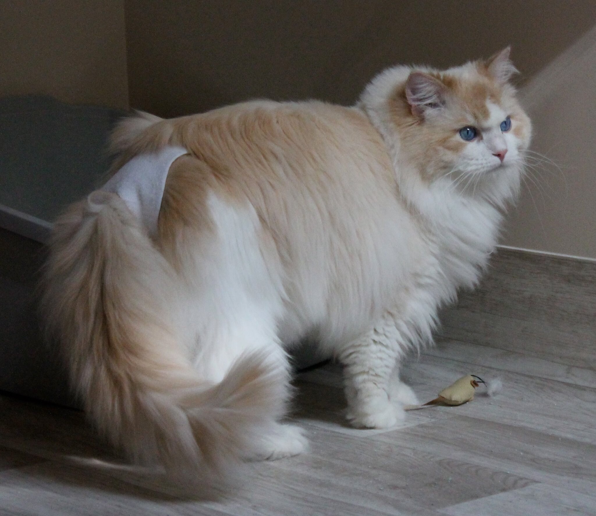 Culotte anti-marquage urinaire pour chat d'élevage La - Etsy