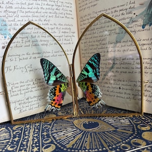 Butterfly Card Frame - Sunset Moth (Gold Frame)