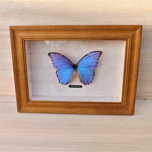 Puede incluir: Un espécimen de mariposa enmarcado con alas azules vibrantes, presentado en un marco de madera. La mariposa está centrada en un fondo blanco, y una pequeña etiqueta es visible debajo. El marco tiene un tono de madera cálido y natural.