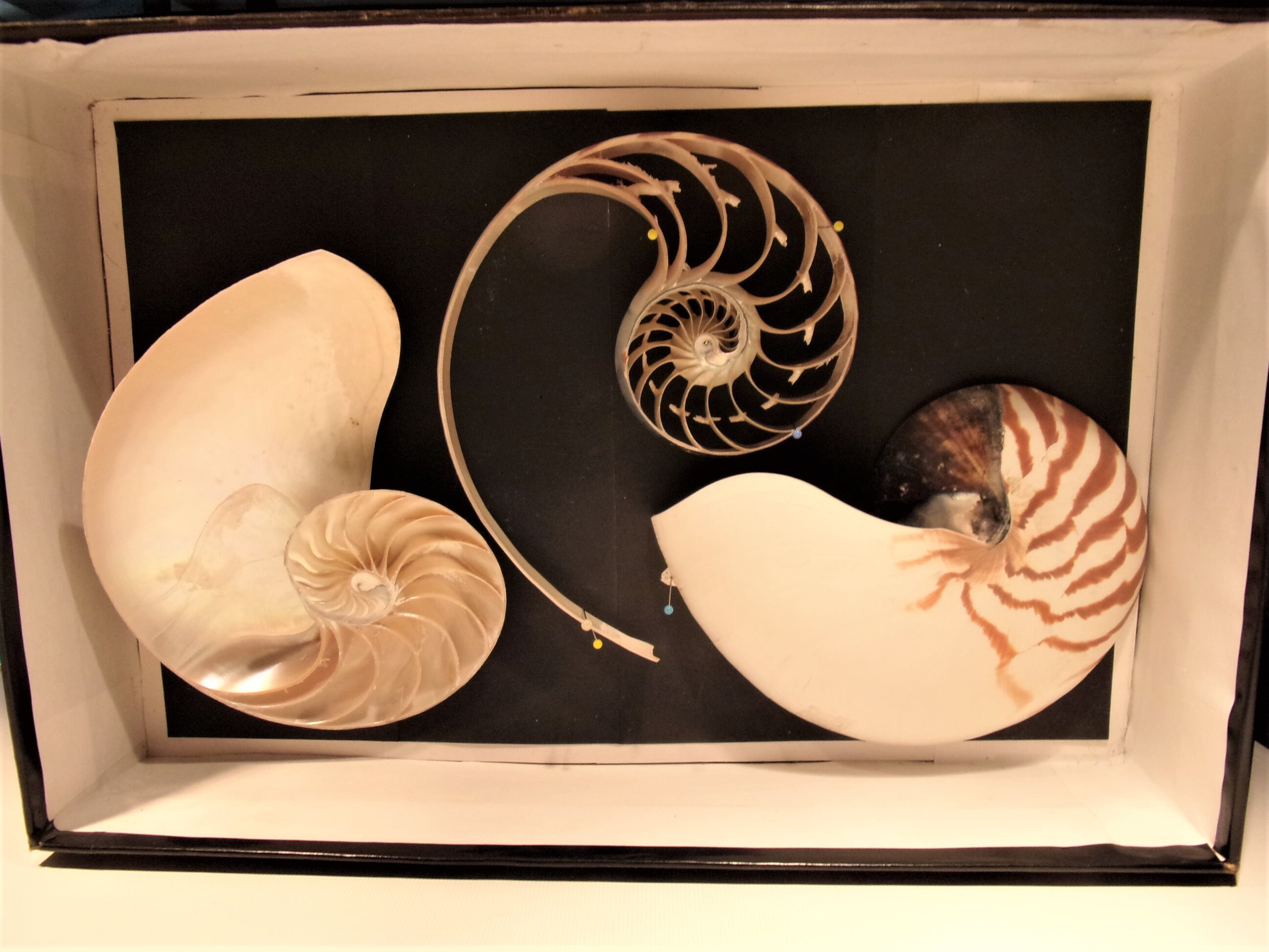 Coquillage , Nautile