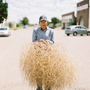 What exactly are Tumbleweeds? - The Portugal News