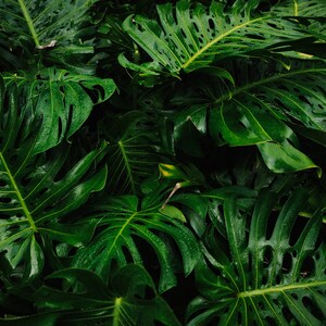 Iao Valley State Monument plants | Green Leaves | Maui, Hawaii | Hawaii Travel Prints | Maui Travel Prints | Maui Scenery | Travel Prints |