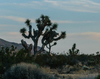 Joshua Tree Right Before Sunset, Joshua Tree National Park Scenery, California Sunset, Joshua Tree National Park, Travel, Clouds, Trees,