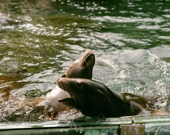 Two California Sea Lion Playing at the Central Park Zoo | Sea Lion Print | Central Park Zoo Animals Print | Central Park Zoo Print | NYC Zoo