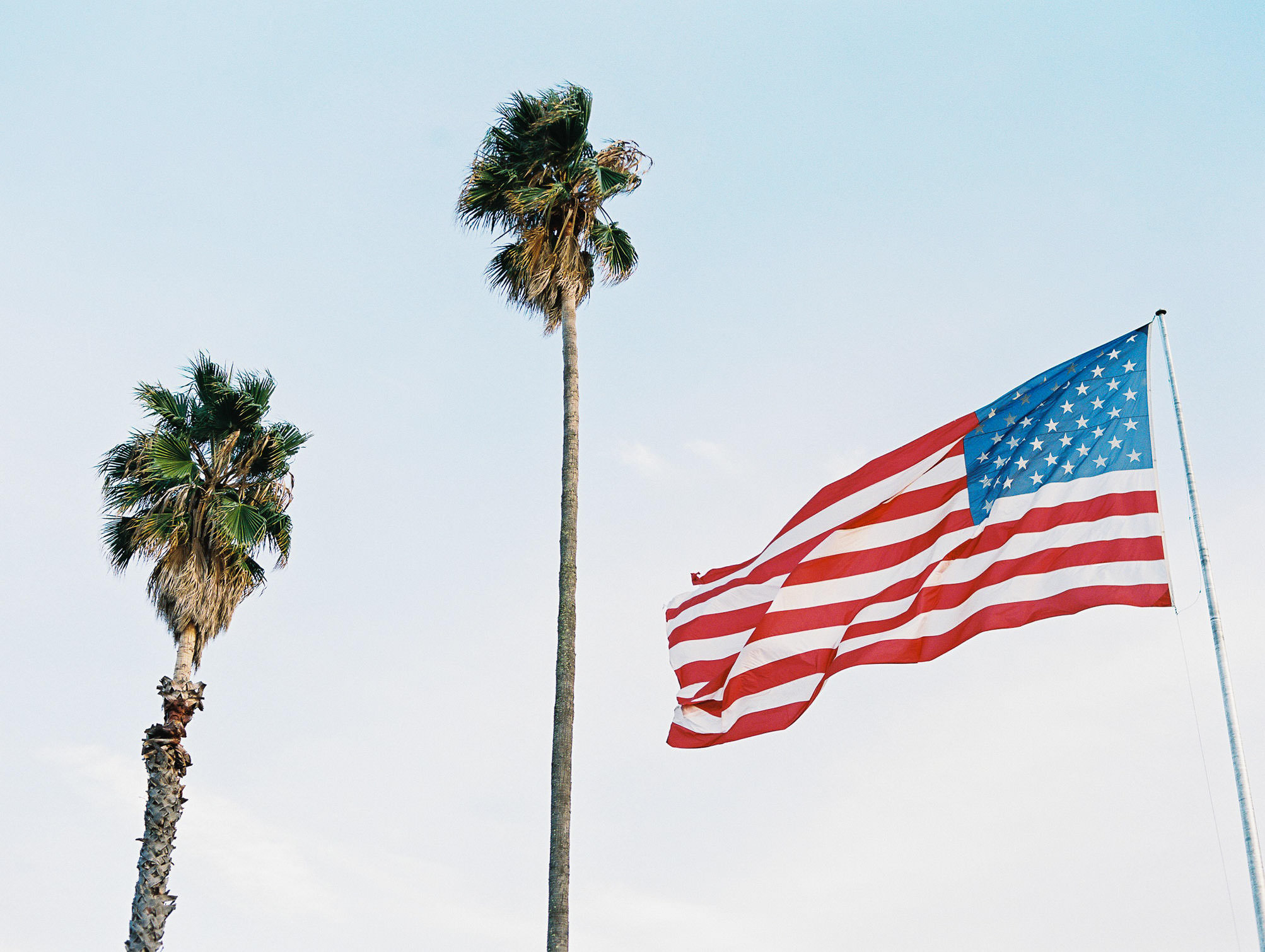 American Flag Palm Tree