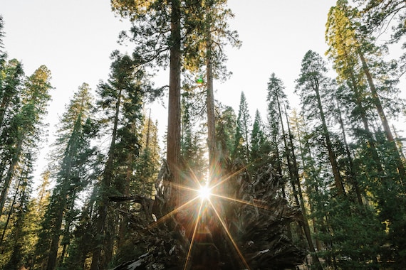Sun Shinning Through Fallen Sequoia in Mariposa Grove in Yosemite