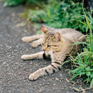 Vertikale Foto Katze auf dem Weg nach Hana | Katzen von Hawaii | Roadside Cat in Maui | Katzenliebhaber | Katzen kunst | Katze Print | Katzenfoto | Tierliebhaber