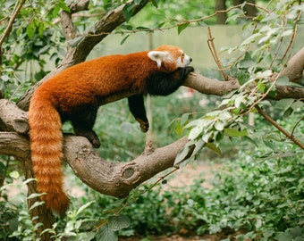 Red Panda at the Central Park Zoo | Red Panda Print | Central Park Zoo Animals Print | Central Park Zoo Print | NYC Zoo | Zoo Animals Print