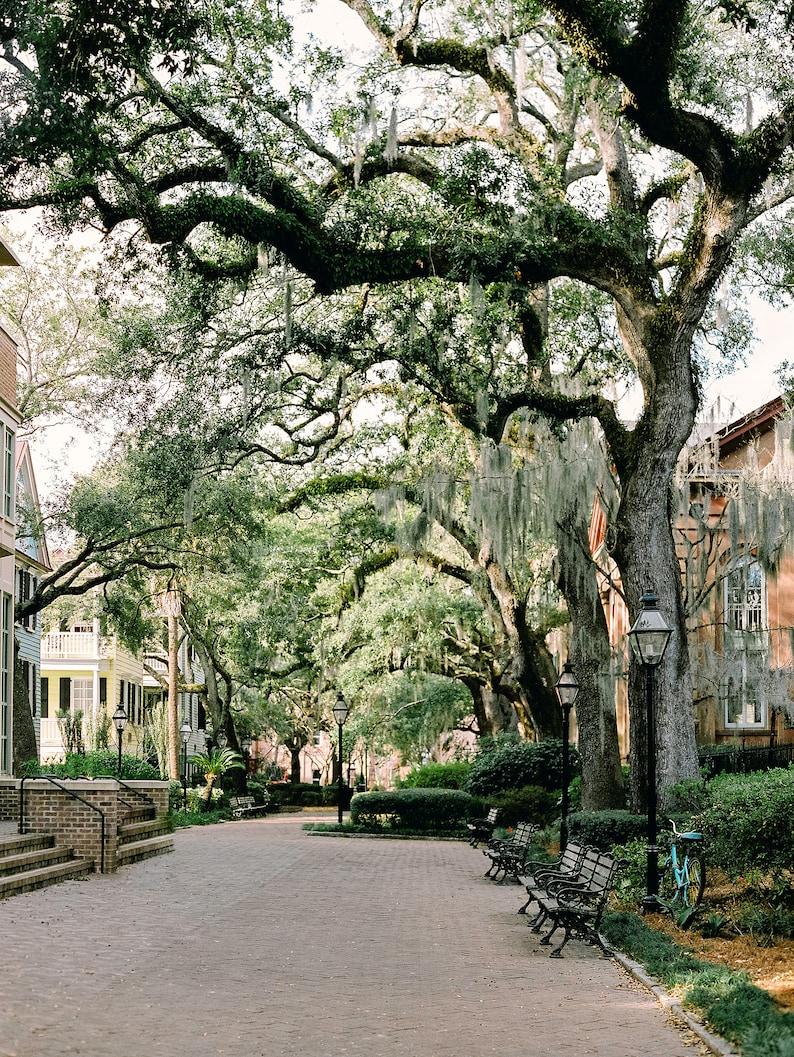 Spanish Moss in Charleston South Carolina Charleston Travel Etsy