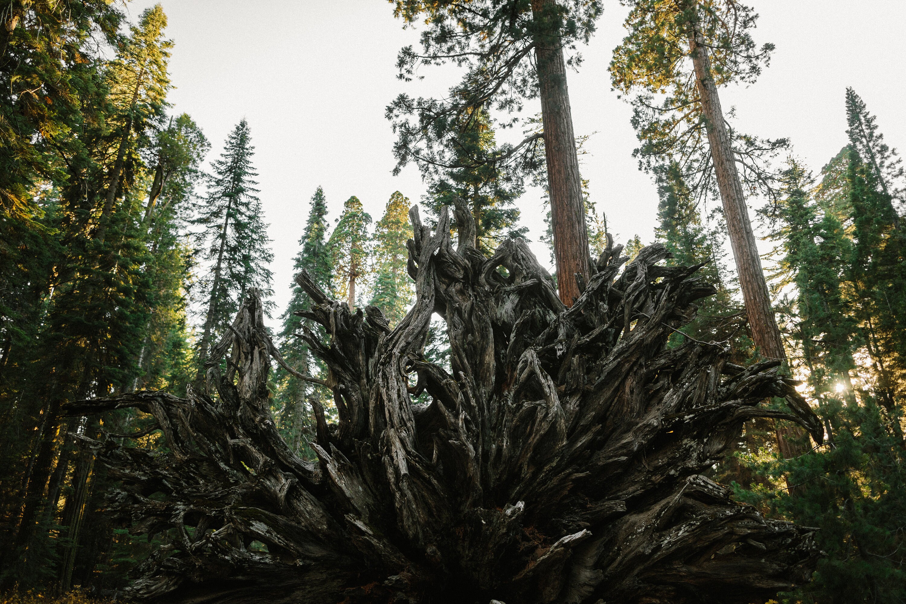 Mariposa Grove in Yosemite, California Mariposa Grove of Giant