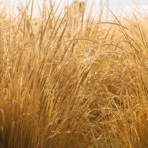Marfa Landschap bij zonsopgang | Lang gouden gras in Marfa, Texas | Marfa Natuurprint | Marfa Landschap | Marfa Life | Marfa Reizen Print | Tx