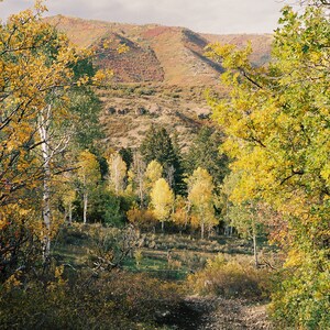Árboles de álamo Temblón / Verde / Amarillo / Árboles de otoño / Colores de otoño / Otoño de Utah / Empire Pass / Park City / Impresiones de fotografía de viajes / Follaje de otoño