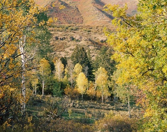 Aspen Trees | Green | Yellow  | Fall Trees | Fall Colors | Utah Fall | Empire Pass | Park City | Travel Photography Prints | Fall Foliage