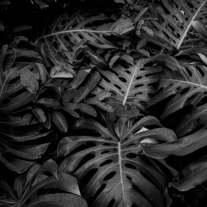 Iao Valley State Monument plants | Black and White Travel Prints | Maui, Hawaii | Hawaii Travel Prints | Maui Travel Prints | Maui Scenery