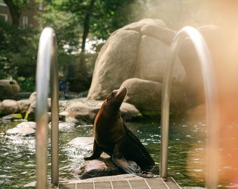 California Sea Lion at the Central Park Zoo | Sea Lion Print | Central Park Zoo Animals Print | Central Park Zoo Print | New York City Print