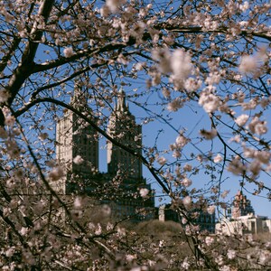 El San Remo / Cherry Blossoms Print / Central Park Print / New York City Architecture Print / Central Park Wall Art / Central Park Poster