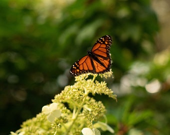 Monarch Butterfly | Butterfly Print | Butterfly Photography | Monarch Butterfly Print | Butterfly Photo | Butterfly Art Print | Butterfly