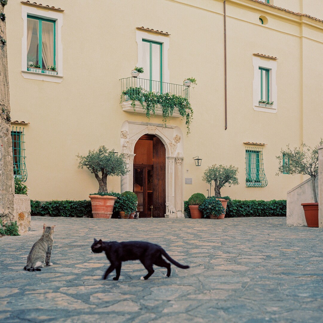 Italy Cat Print | Cat Lovers Gifts | Kitty | Ravello Cats | Film Travel ...