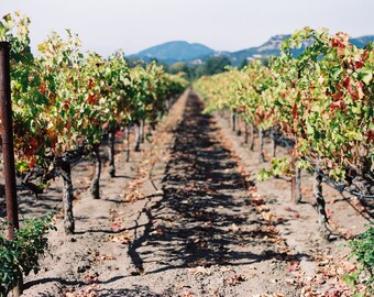 Calistoga Winery | California Wine Country | Winery Travel Print | California Travel Prints | Northern California Travel Print | Napa Print