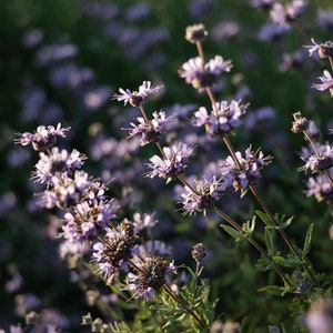 Vertical Photo Close Up Lavender Photographic Print Plant Photography Gallery Wall Art Home Decor House warming gifts nature botanical field