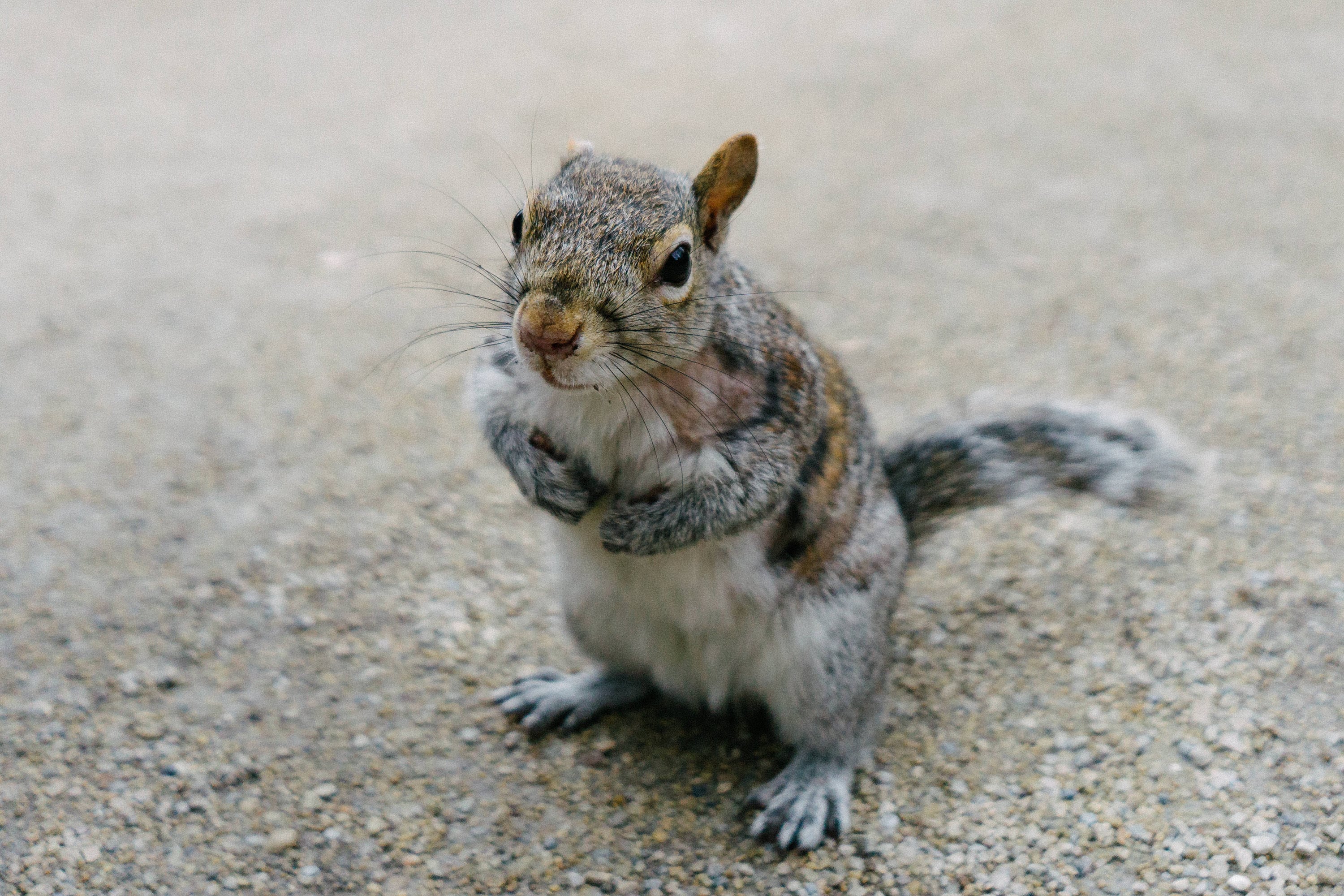 Central Park Squirrel New York City Squirrel NYC Squirrel Squirrel