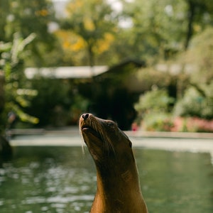 California Sea Lion at the Central Park Zoo | Central Park Zoo Animals Print | Central Park Zoo Print | New York City Print | Sea Lion Print