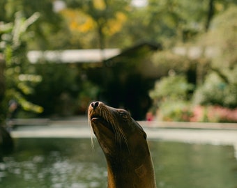 California Sea Lion at the Central Park Zoo | Central Park Zoo Animals Print | Central Park Zoo Print | New York City Print | Sea Lion Print