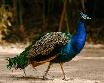 Colorful Peacock at Mattie's in Austin, Texas | Blue + Green Peacock | Peacock Print | Peacock Wall Art | Peacock Photograph | Regal Peacock