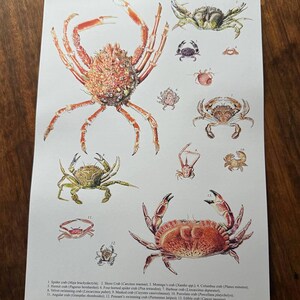 Poster Krabben | A3 Kunstposter | Art Poster | Sea Life Poster